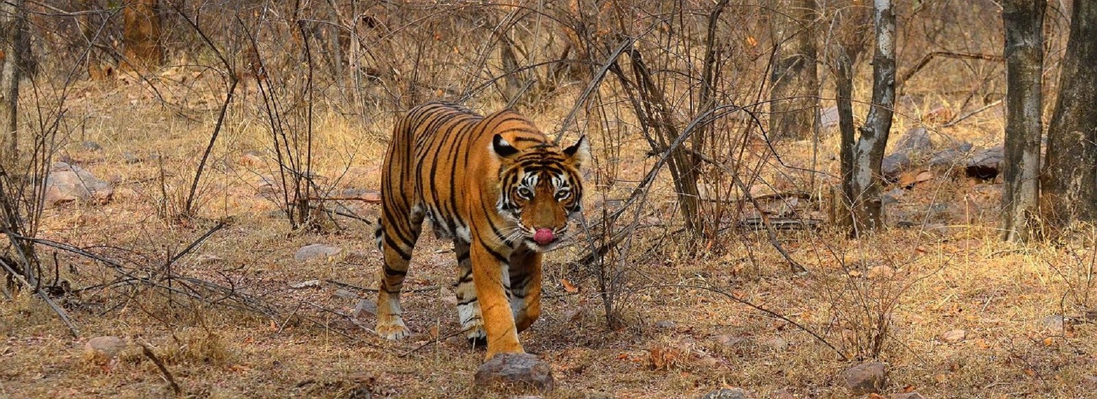 gt-with-ranthambore-tour
